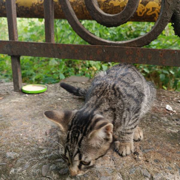 Animal