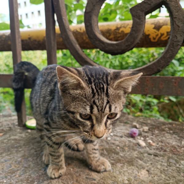 Animal