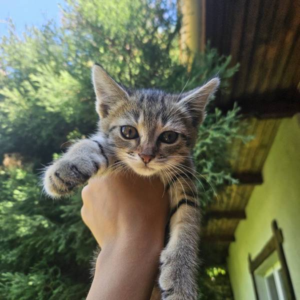 Animal